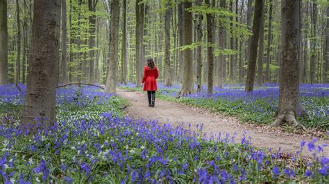 Beautiful Stock Photos And Images Of Bluebells Bluebell Season In