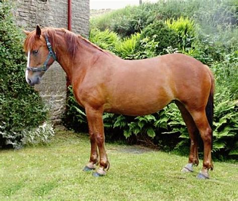 Irish Draught Horse Info Origin History Pictures