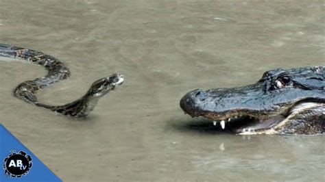 Snakes Alligators And Dragons Reptilia Snakebytestv Ep 401