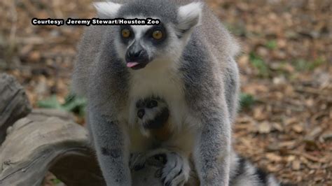 Houston Zoo Welcomes Two Baby Lemurs Abc13 Houston