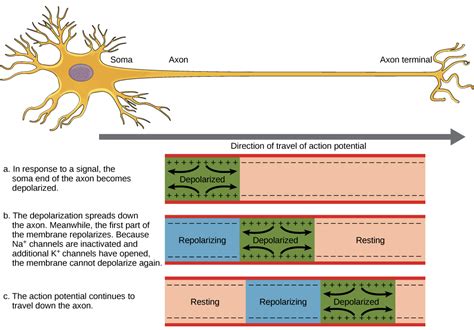 Your Mechanical Brain How Neurons Keep Track Of Your Memories By