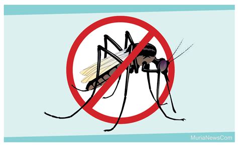 Karikaturku indonesia tema binatang serangga nyamuk. Luar Biasa Poster Dbd Kartun - Koleksi Poster