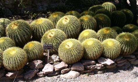 It does prefer a sunny spot. echinocactus grusonii - JungleKey.fr Image #50