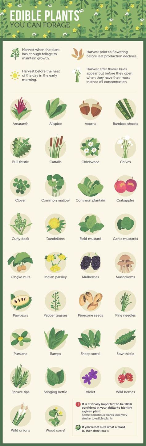 North American Edible Plant Guide