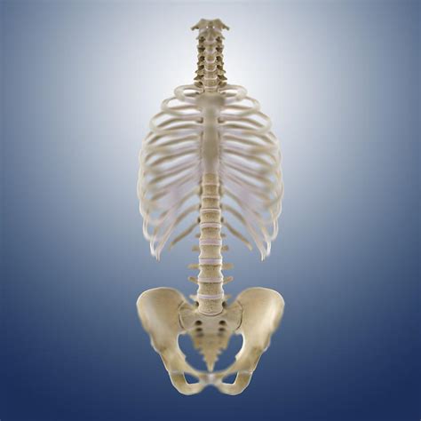 Bones Of The Torso Artwork Photograph By Science Photo Library Pixels