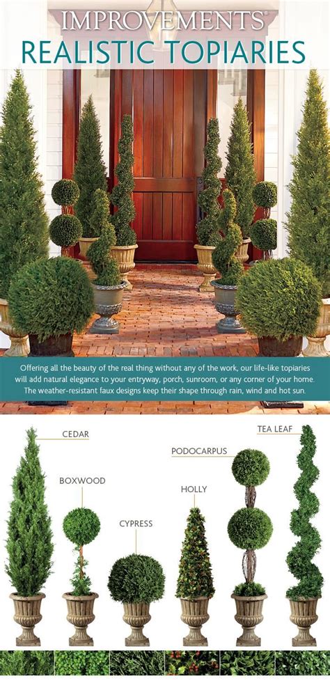 Topiary Guide 6 Tips To Selecting The Right Topiary From Improvements