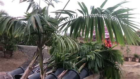 Carribean Royal Palms For Sale Roystonia Oleracea Youtube