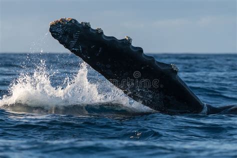 Humpback Whale Pectoral Fin Stock Photo Image Of Hawaii Watching
