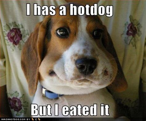 I Has A Hotdog But I Eated It Funny Wtf Memes Quotesbae