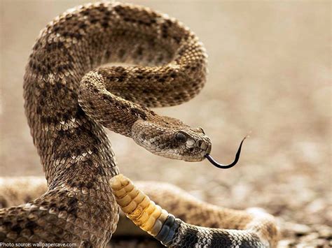 Interesting Facts About Rattlesnakes Just Fun Facts