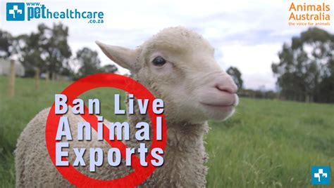 Australian Tv Adverts To Stop Live Animal Exports Pet Health Care
