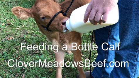 Feeding A Bottle Calf Youtube