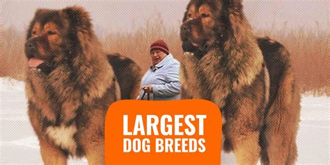 Top 12 Biggest Dog Breeds In The World Disk Trend Magazine Photos
