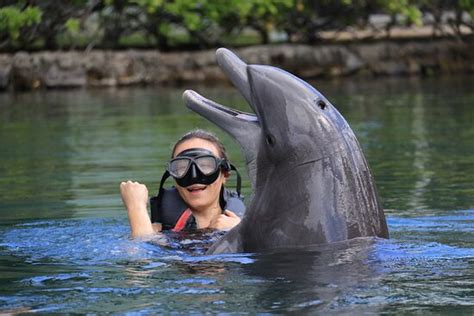 Dolphin Quest Oahu All You Need To Know Before You Go