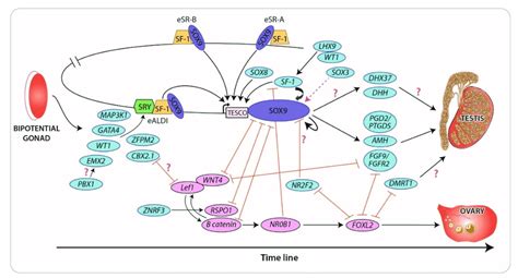 Timeline Of Genes Involved In Gonadal Development Genes Shown Are