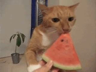 Search, discover and share your favorite cat box fat gifs. gifs animaux - Page 37