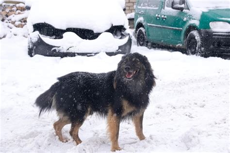 Premium Photo Black Fluffy Dog In The Snow Closeup