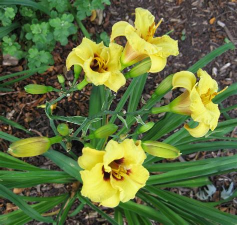 Daylily Siloam June Bug 275 Blooms 23 Tall Early Bloomer Short