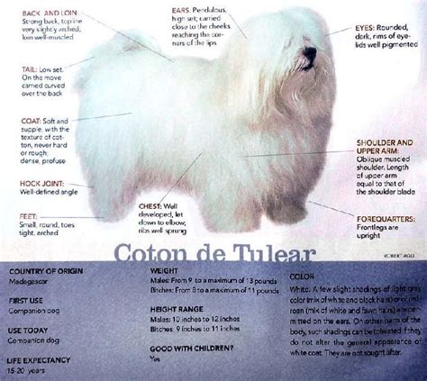 Puppy training series part 1 of 4: Pin by Casey Wootton on Millie | Coton de tulear dogs ...