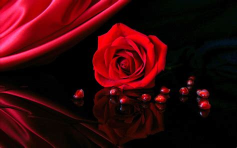 Black And Red Roses Wallpapers Wallpaper Cave