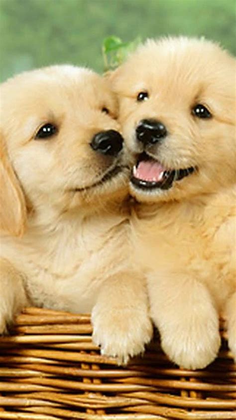 Wallpaper Cute Puppies Iphone