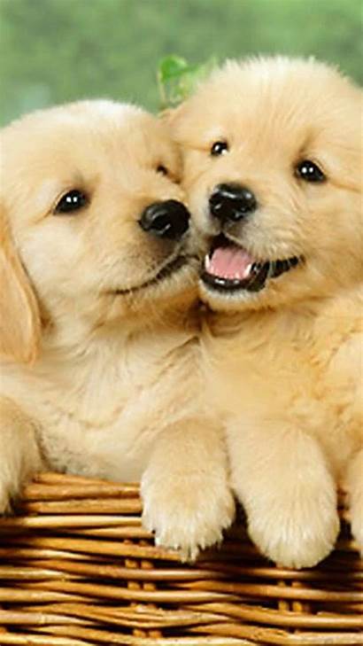 Puppies Dog Iphone Puppy Wallpapers Dogs Puppys