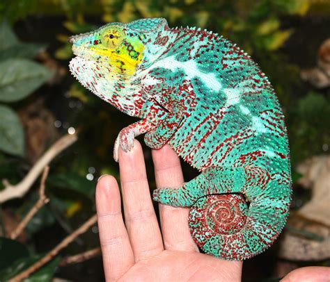 Adult Panther Chameleons F Pardalis Reptile Pets Direct