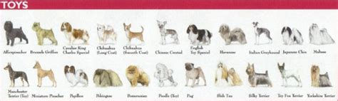 All Toy Dog Breeds With Pictures Wow Blog
