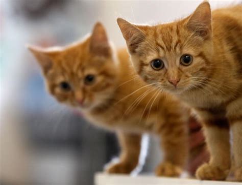 5 Tips On Introducing Your Kitten To Older Cats Kittentoob