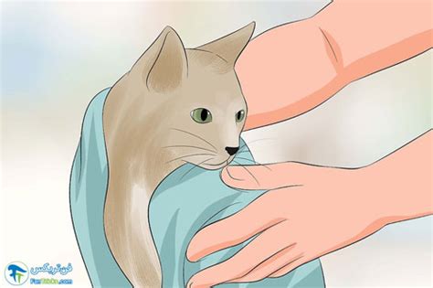 روش های براق کردن موهای گربه تمیز کردن موی گربه