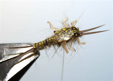 Realistic Stonefly Nymph Wing Buds And Back Frostyfly
