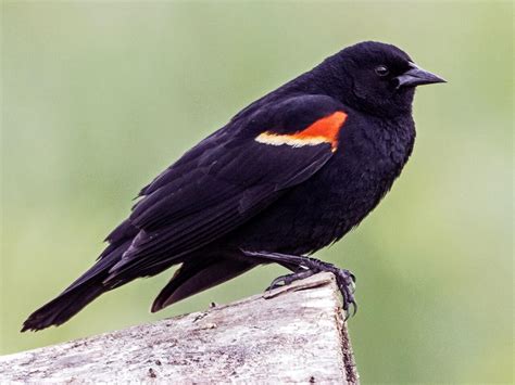 Red Winged Blackbird Celebrate Urban Birds