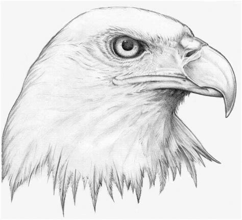 Eagle Drawing Pencil At Getdrawings Free Download