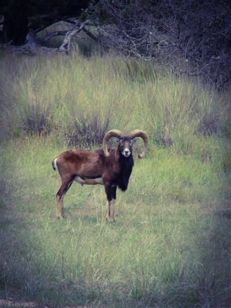 Mouflon Sheep Hunting In The Texas Hill Country Von Netzer Ranch