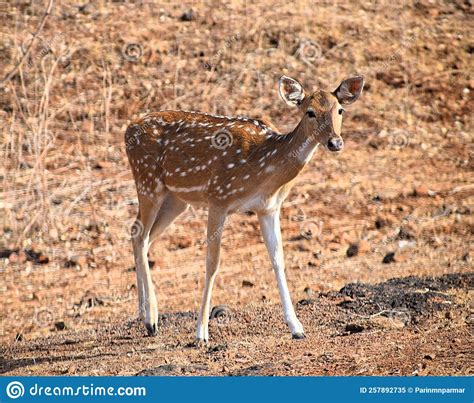 Young Chital Deer Axis Axis Mangrove Forest Sundarbans Ganges Delta