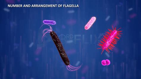 Prokaryotic Cell Flagella Fimbriae Youtube