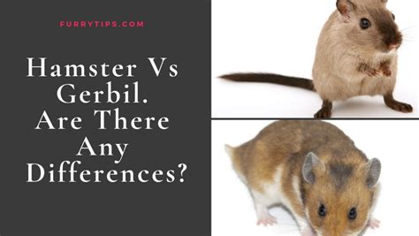 Hamster Vs Gerbil Are There Any Differences
