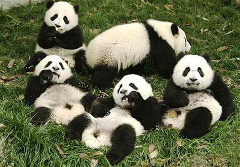 Animals Of The World Giant Panda