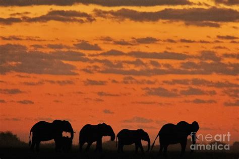 elephants at sunset photograph by tom cheatham