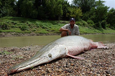 The largest one on record came from the rio grande river in texas and is an igfa. our Earth our Lives: Fact about Alligator Gar