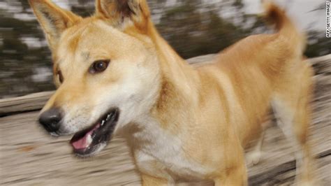 Coroner Adjourns Inquest Into Babys Dingo Death