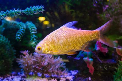 The Ultimate Care Guide For Golden Wonder Fish | Aquariadise