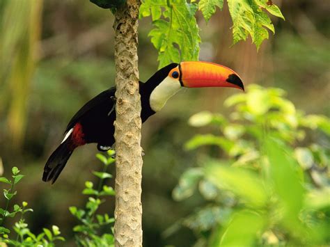 Toco Toucan In The Tropical Forest Wallpapers Wallpapers Hd