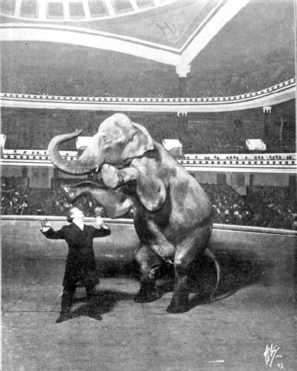 Houdini S Vanishing Elephant By Patrick Culliton