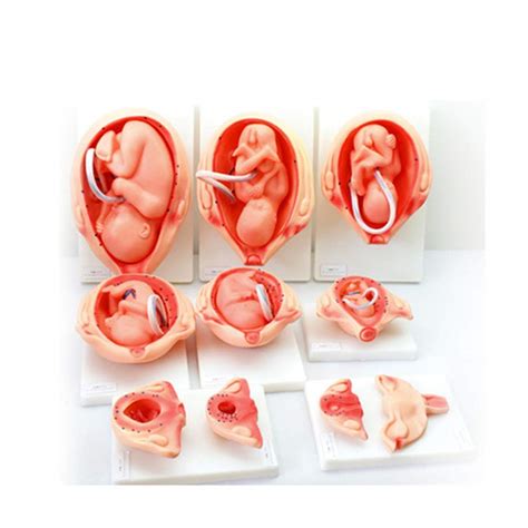 Ten Months Embryo Development Model Pregnancy Fetal Development My