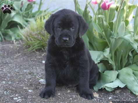 Adorable english bull dog puppy call jessy for ado posted on 5:23 am. Shadow - American Eskimo Mix Puppy For Sale in ...