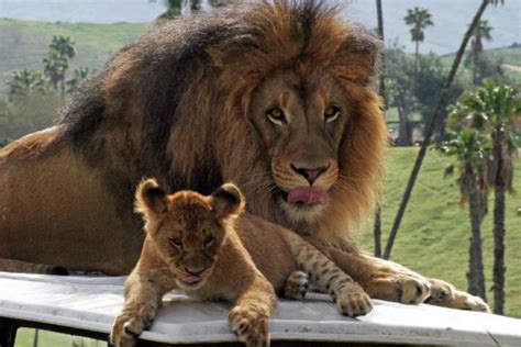 Lion Father And Son Quotes Quotesgram
