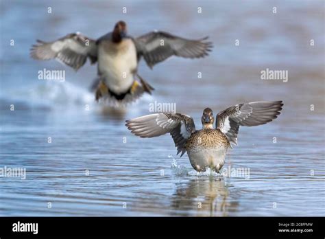 Green Winged Teal Anas Crecca Pair In Landing Approach On The Water