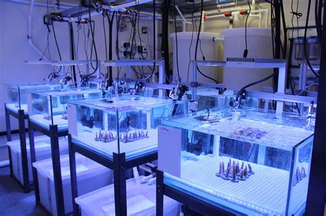 Researchers Explore Coral Resiliency In New Experimental Reef