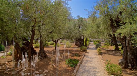 Jardin De Gethsémané Jérusalem Location De Vacances Maisons De